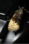 Hedya ochroleucana