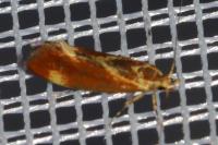 Metalampra italica