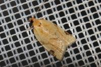 Paramesia gnomana