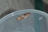 Rhopobota naevana