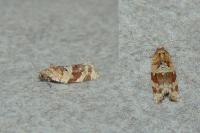 Argyrotaenia ljungiana