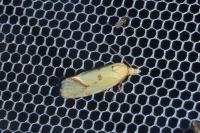 Agapeta hamana