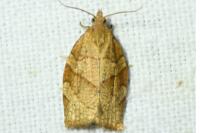 Pandemis cerasana
