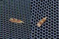 Eucosma conterminana