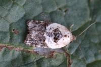 Acleris variegana