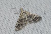 Alucita zonodactyla