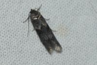 Blastobasis glandulella