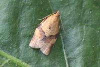 Clepsis consimilana