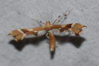Cnaemidophorus rhododactylus