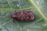 Depressaria albipunctella