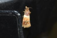 Epinotia festivana