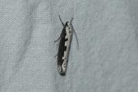 Ethmia bipunctella