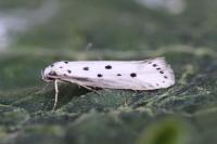 Ethmia terminella