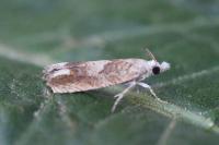 Eucosma conterminana