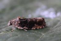 Eudemis profundana