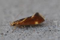 Metalampra italica