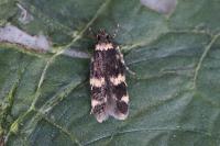 Oegoconia