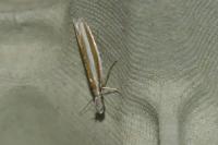 Pleurota aristella