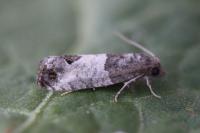 Spilonota ocellana