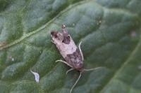 Spilonota ocellana