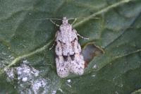 Symmoca signatella