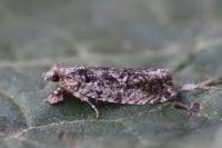 Zeiraphera isertana
