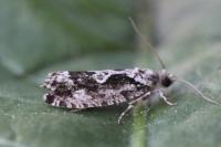 Zeiraphera isertana