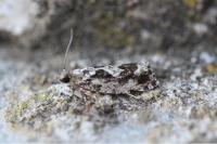 Zeiraphera isertana