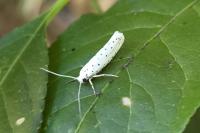 Yponomeuta