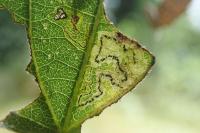 Stigmella assimilella