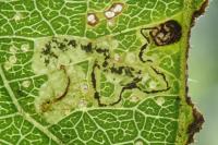 Stigmella assimilella