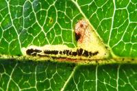 Stigmella incognitella