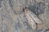 Cnephasia sedana