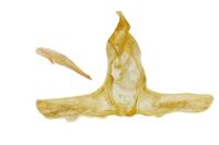 Cnephasia sedana