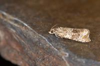 Celypha lacunana