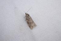 Cnephasia