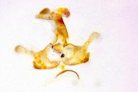 Coleophora kuehnella