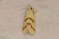 Aethes flagellana