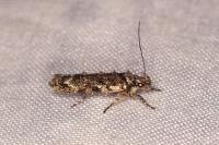 Psoricoptera gibbosella