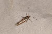 Parahyponomeuta egregiella