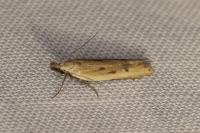 Mesophleps corsicella
