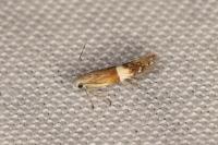 Aproaerema polychromella