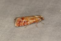 Rhyacionia buoliana