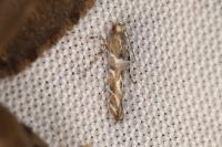 Acrocercops brongniardella