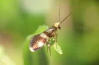 Micropterix aglaella