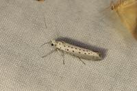Yponomeuta rorrella
