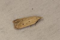 Nothris verbascella