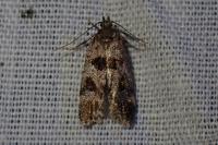 Mirificarma maculatella