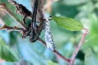 Yponomeuta irrorella