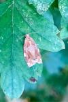 Archips xylosteana